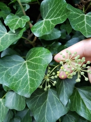 Hedera helix