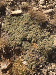 Astragalus kentrophyta tegetarius