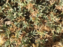 Astragalus kentrophyta tegetarius