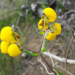 Calceolaria ascendens