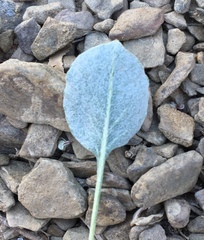 Eriogonum panamintense