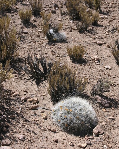 Cumulopuntia chichensis, photograph 5