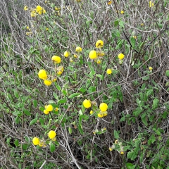Calceolaria ascendens