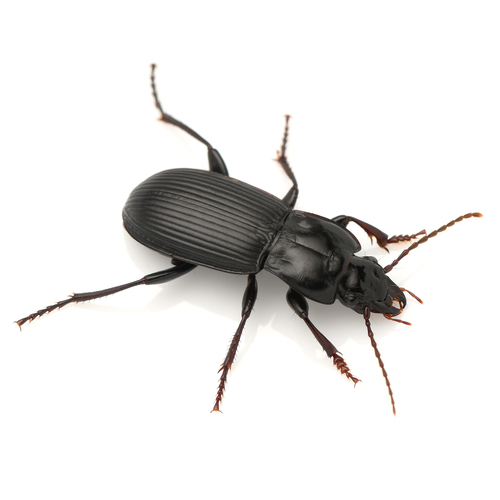 Pterostichus herculaneus photo 3