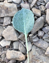 Eriogonum panamintense