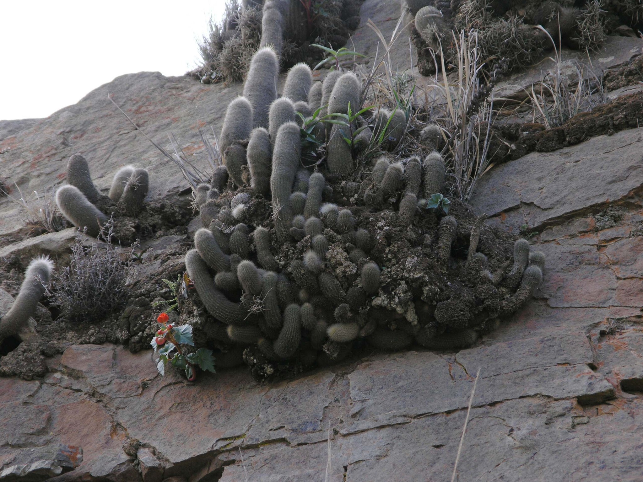 Silver Torch Cactus (Cleistocactus strausii)