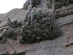 Silver Torch Cactus (Cleistocactus strausii)