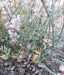 Eriogonum panamintense