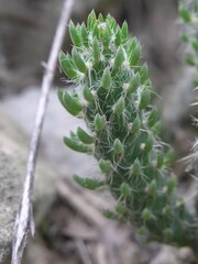 (c) Lon Brehmer, some rights reserved (CC BY) Austrocylindropuntia vestita, photograph (c) Lon Brehmer, some rights reserved (CC BY)