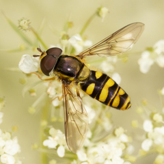 Epistrophella emarginata