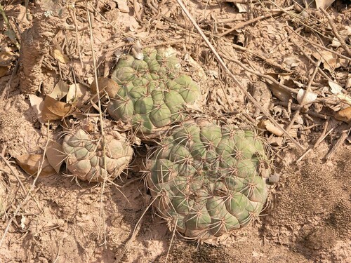 Gymnocalycium pflanzii