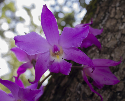 Image of Laelia autumnalis by (c) Ángela Patricia Rojas Cortés, some rights reserved (CC BY-SA)
