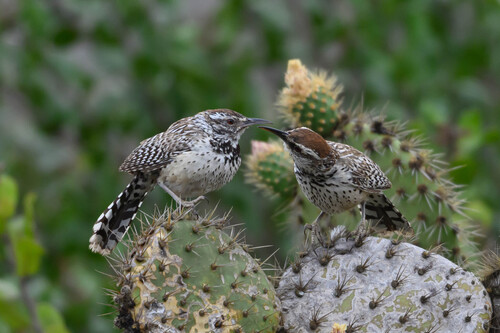 Cactus Wren