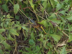 Brachystola behrensii