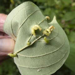 Craneiobia tuba