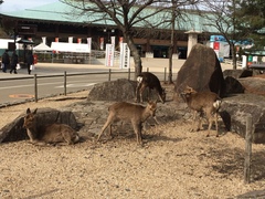 Cervus nippon
