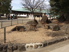 Cervus nippon