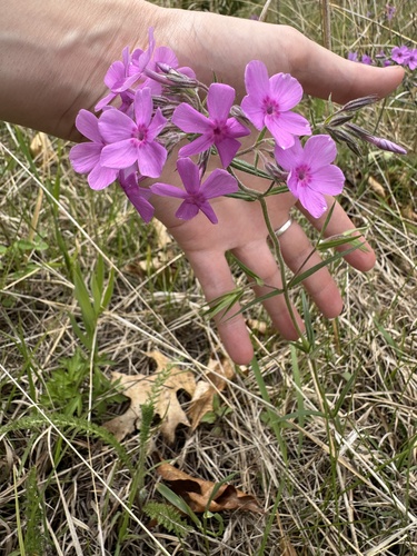 Downy phlox (Phlox pilosa)