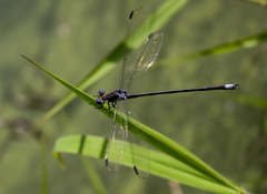Archilestes