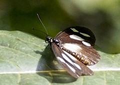 Acraea lycoa