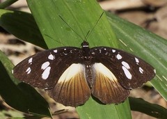 Aterica galene extensa