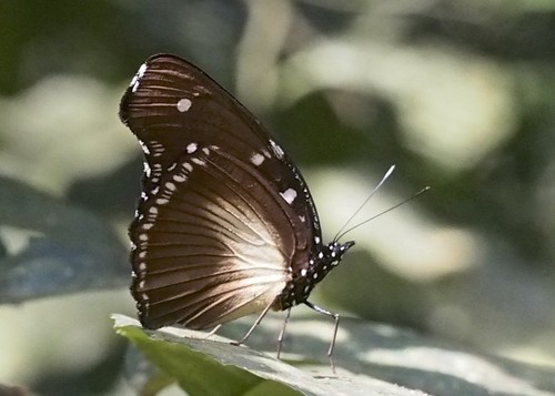Large Variable Diadem
