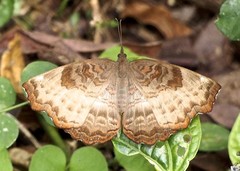Ariadne enotrea suffusa