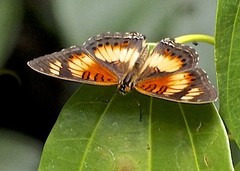 Junonia sophia