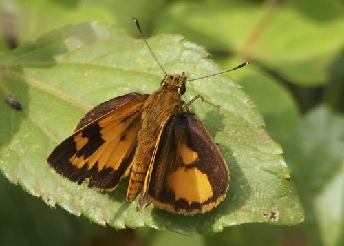 Savanna Pathfinder