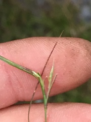 Sporobolus neglectus