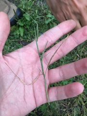 Sporobolus neglectus