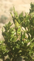 Bootettix argentatus