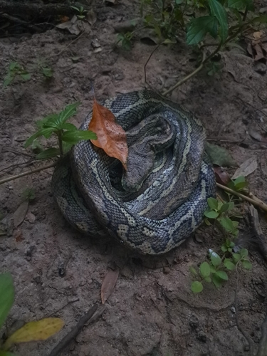 Coastal Carpet Python sighting