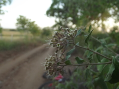Salpianthus arenarius