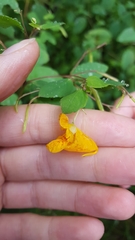 Impatiens capensis