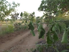 Salpianthus arenarius