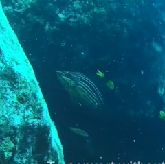 Notolabrus inscriptus