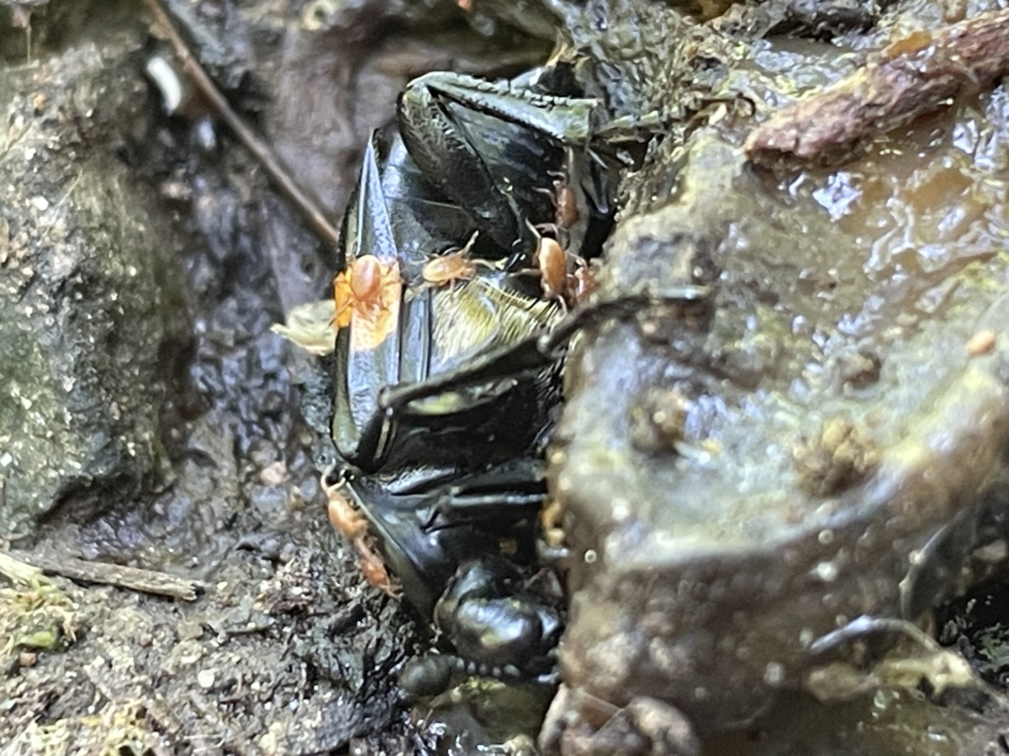 Poecilochirus G.Canestrini & R.Canestrini, 1882