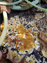 Serpulaceae
