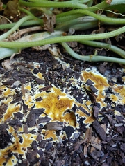 Serpulaceae