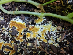 Serpulaceae