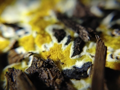 Serpulaceae