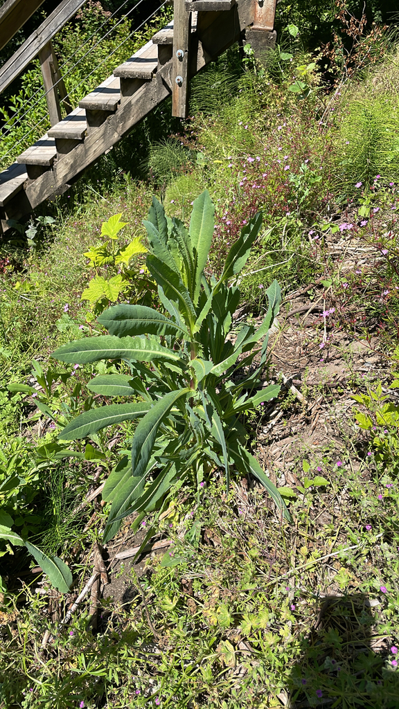 Lactuca sativa