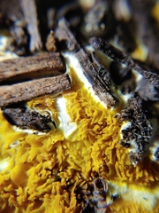 Serpulaceae