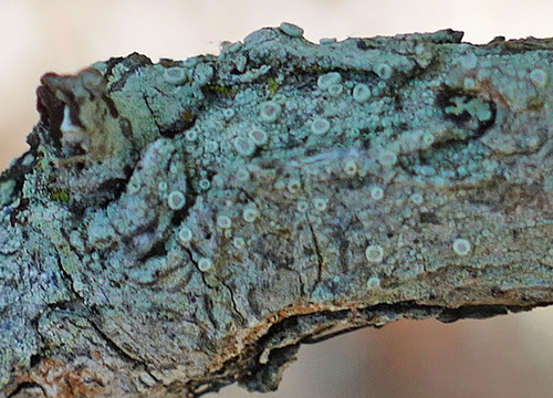 Lecanora miculata, 2024-09-19