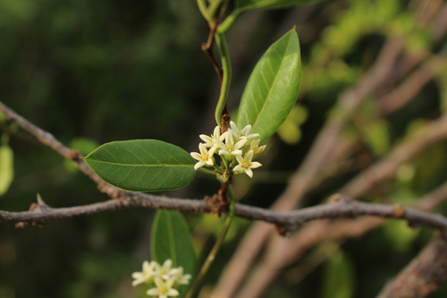 Fragrant Swallow-wort (Metastelma northropiae)