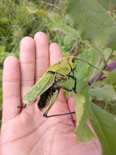 Romalea picticornis