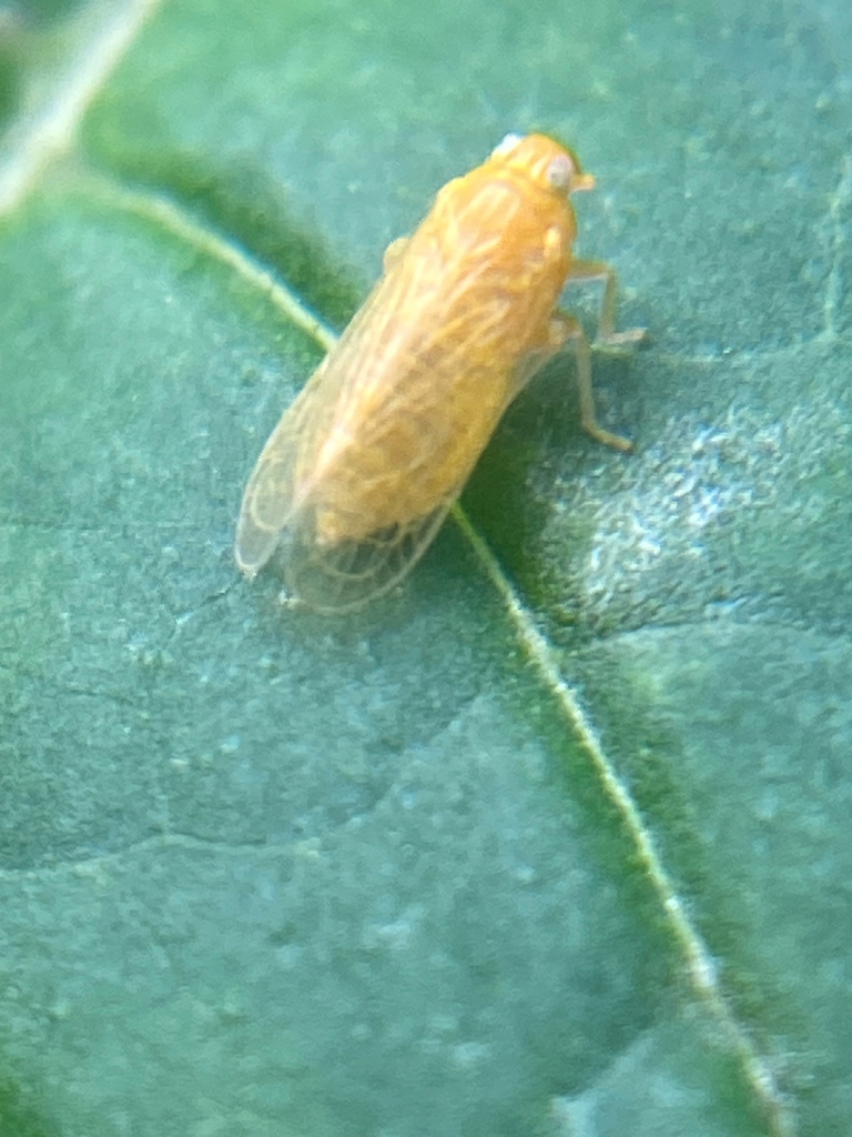 Haplaxius fulvus