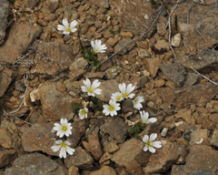 Cerastium alpinum