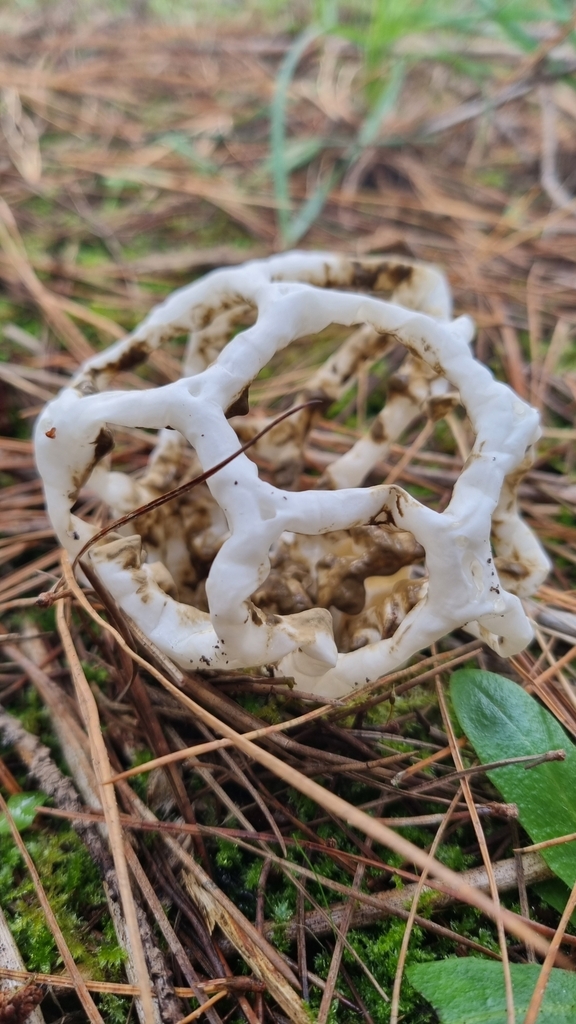 Ileodictyon cibarium · May 2025 · photo: © hominoidcreamhorn (iNaturalist, cc-by)